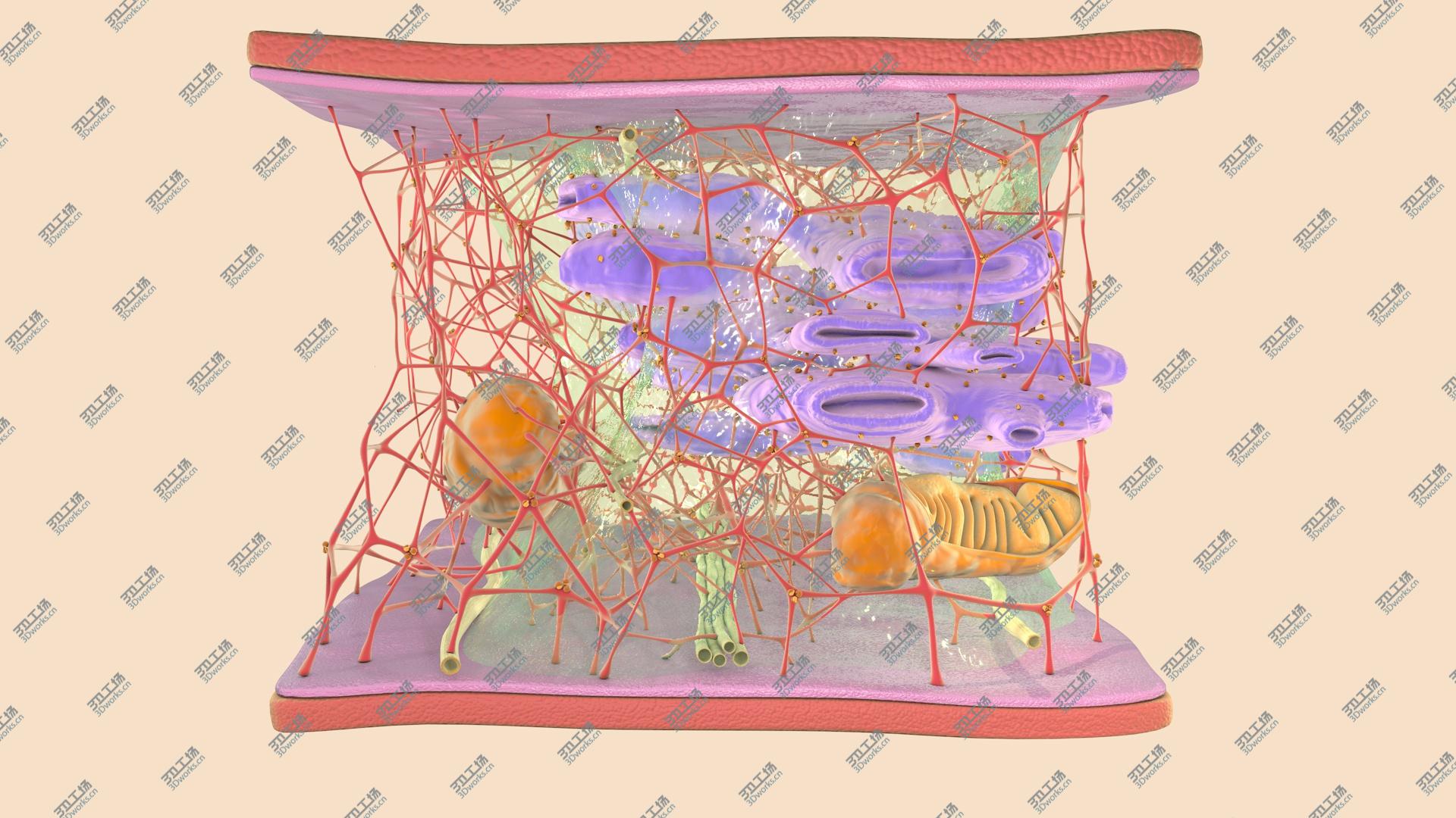 images/goods_img/2021040161/3D Cytoskeleton/5.jpg